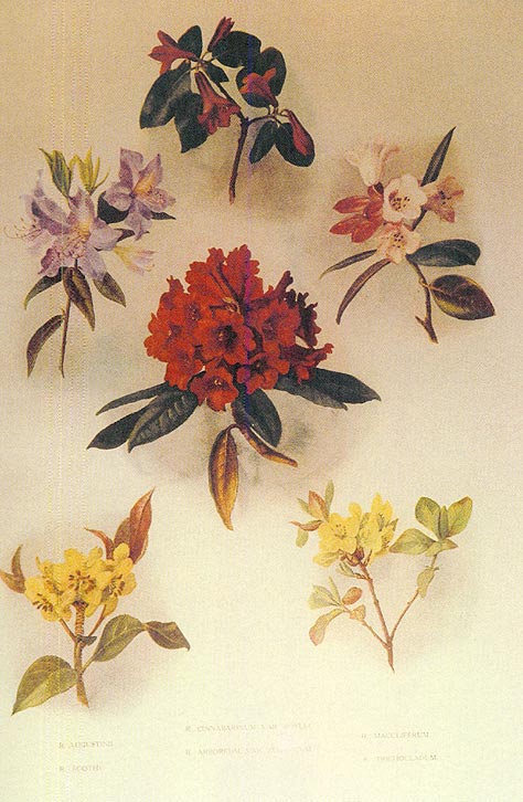 Watercolour drawings by Miss Eunice Brennand of rhododendron species in
Caerhays Castle and Lanarth
