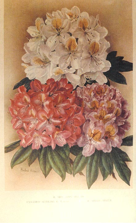 by Winnifred Walker of three rhododendron hybrids at Compton's Brow