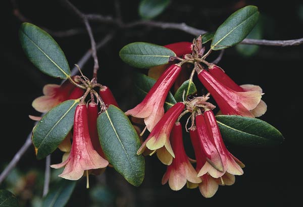 Rhododendron cinnabarinum ssp. cinnabarinum
Blandifordiiflorum Group