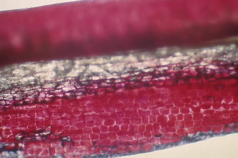 Fig. 3. Cross section of a red-flowered
elepidote rhododendron petal