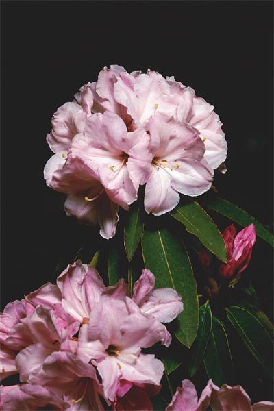 R. 'Eulalie Wagner'