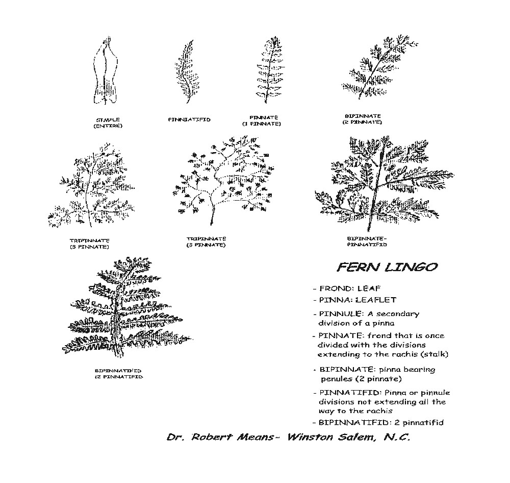 Fern leaf types and terms
