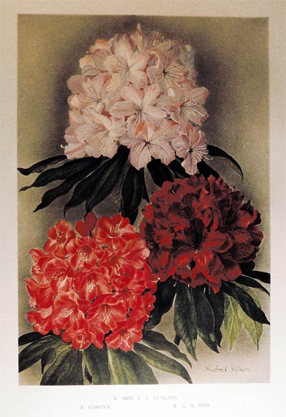 Winnifred Walker rhododendron painting