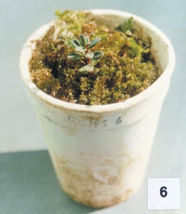 4-month-old hardened plantlets
of R. maddenii