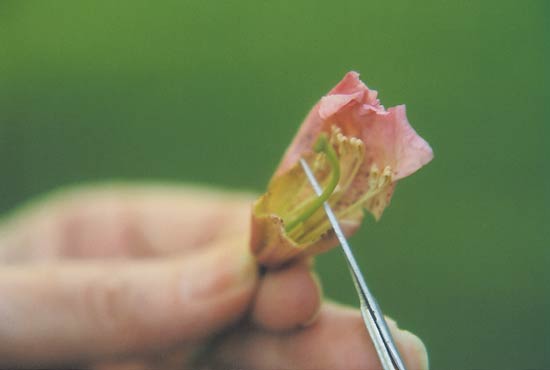 Preparation of the
flower for hybridizing.