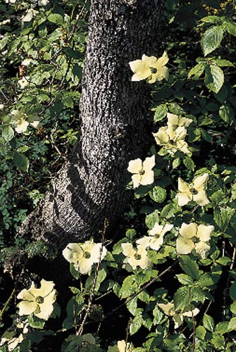 Cornus nuttallii
against garry oak trunk