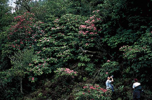 Forest of rhododendrons