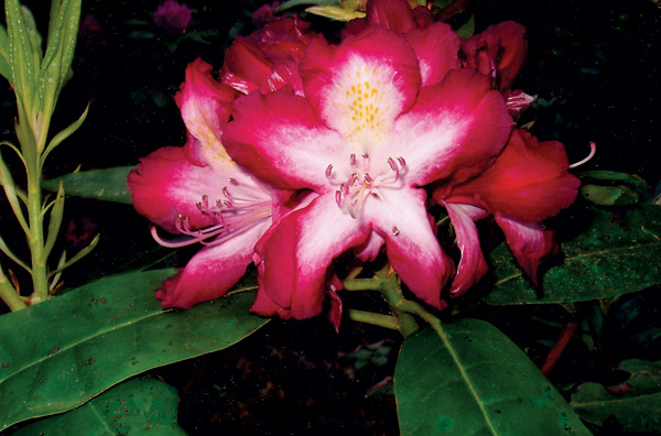 R. 'Melody Bell'