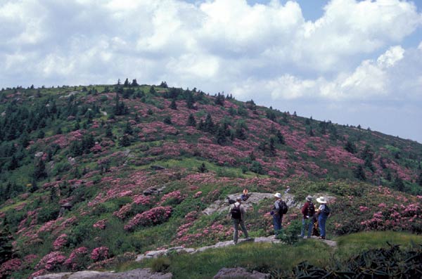 R. catawbiense on Grassy Ridge