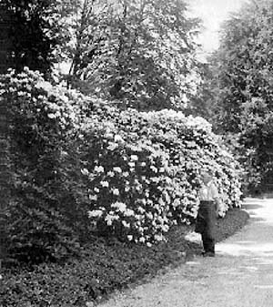 Mass planting of hardy rhododendrons