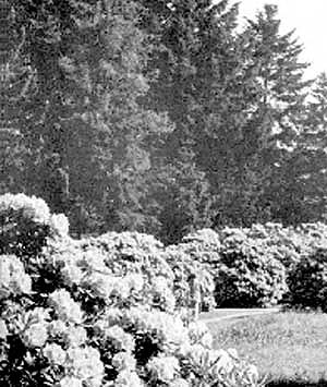 Rhododendrons in full bloom during June in a Swiss garden
