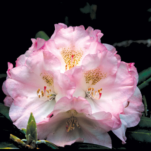 Image of Rhododendron Airy Fairy deciduous azalea in full bloom
