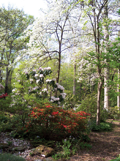 R. ‘Hardy Giant' and azalea
‘Wildfire' in the garden of Norman & Jean Beaudry.