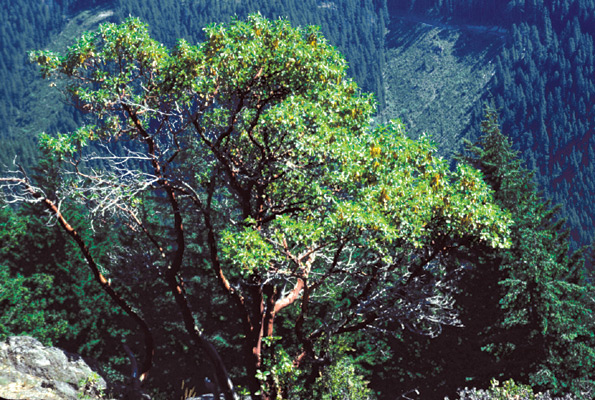 Arbutus menziesii, in coniferous forest