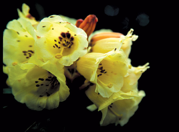 Rhododendron sidereum