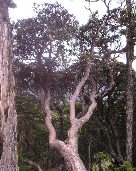 R. roxieanmum trunk