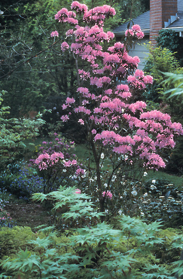 Rhododendron 'Ruth Lyons'