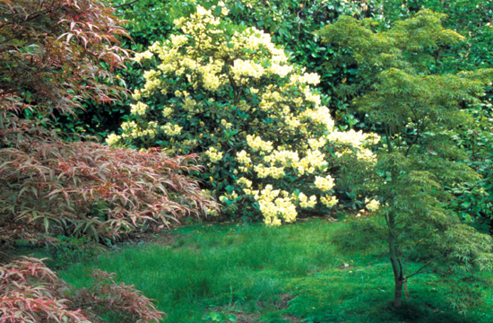 Rhododendron wardii with
dwarf Japanese maples