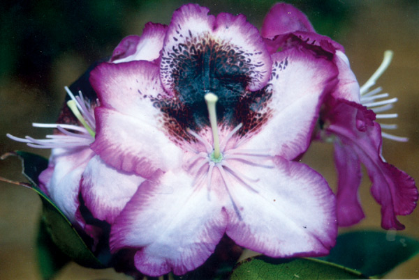 R. 'Ruth's Showstopper'