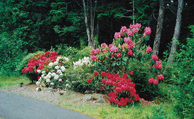 Rhododendrons planted by the
George Fraser Project Committee
