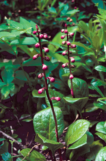 Pyrola asarifolia ssp.
asarifolia
