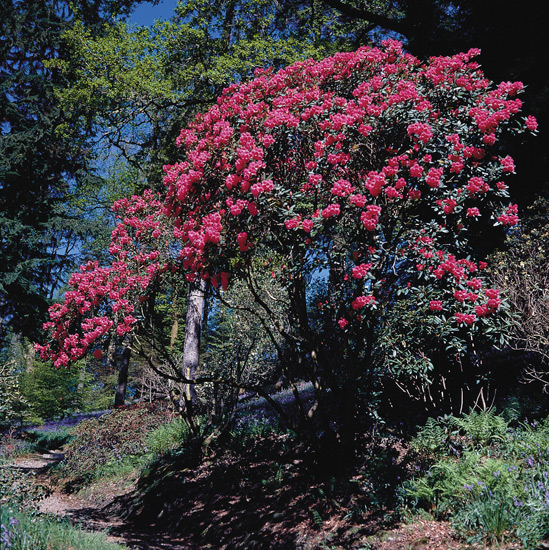 R. oreodoxa in Woodland garden