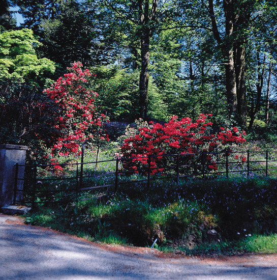 Strone House
driveway is lined with rhododendrons