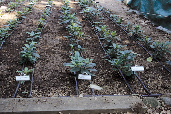 Figure 2. Drip tapes in seedling beds.