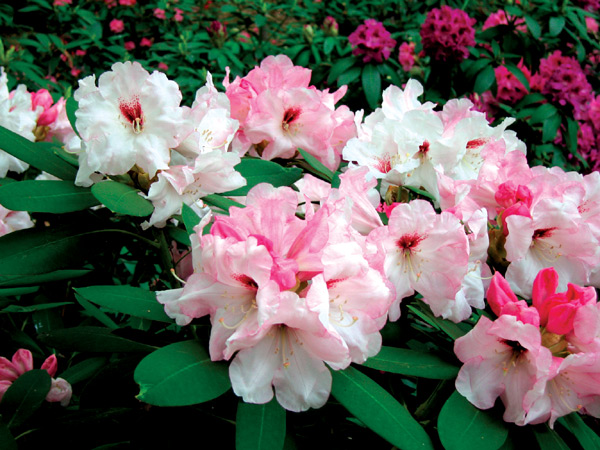 Rhododendron 'Dick Brooks'