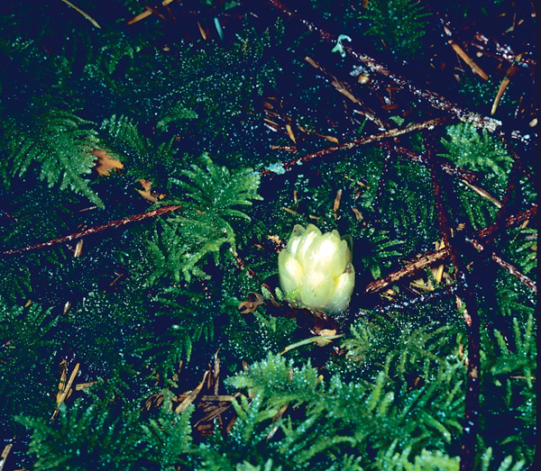 Pityopus californicus, Pinefoot