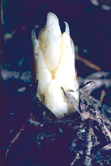 Pleuricospora fimbriolata, 
Fringed Pinesap