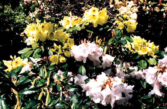 Rhododendron hybrid 'Idealist' over top of
Olympic Lady Group, taken in the author's garden.