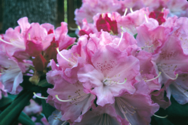 Bright Pink and White Rhododendron Solidarity Two Gallon Plant 