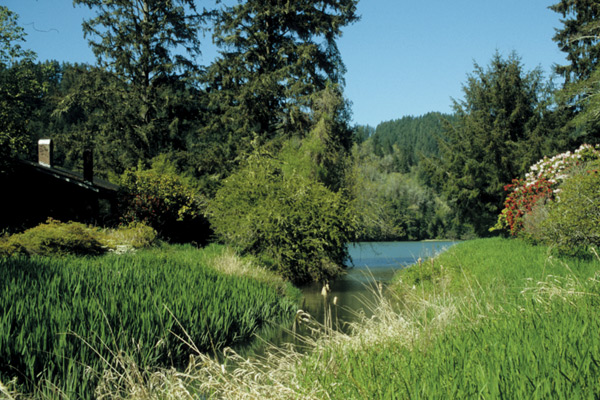 View north along slough
showing Umpqua River in the background.