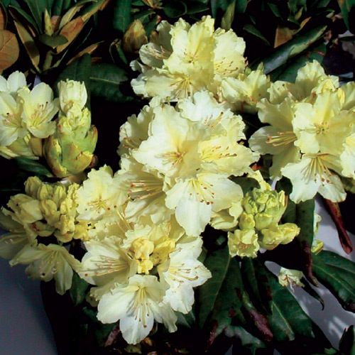Rhododendron Wombat - Stock Image - B834/1666 - Science Photo Library