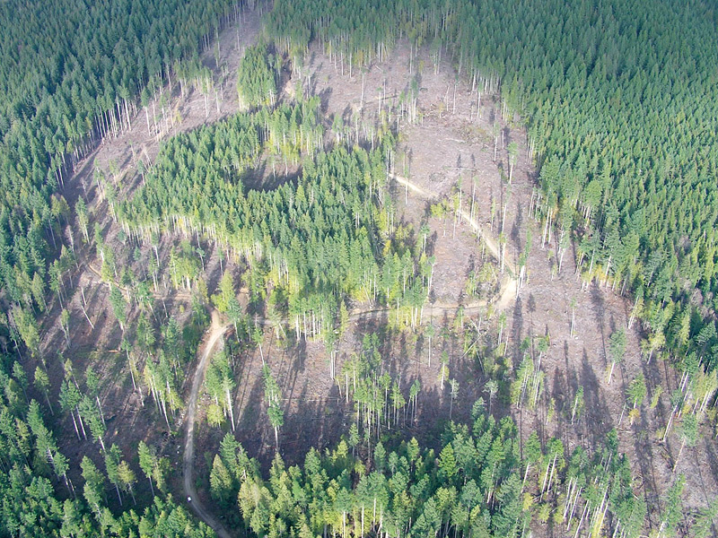 Fig 4: Aerial photo of the 
<em>R. macrophyllum</em> site at Mount Elphinstone
