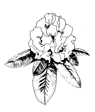 Rhododendron truss drawing