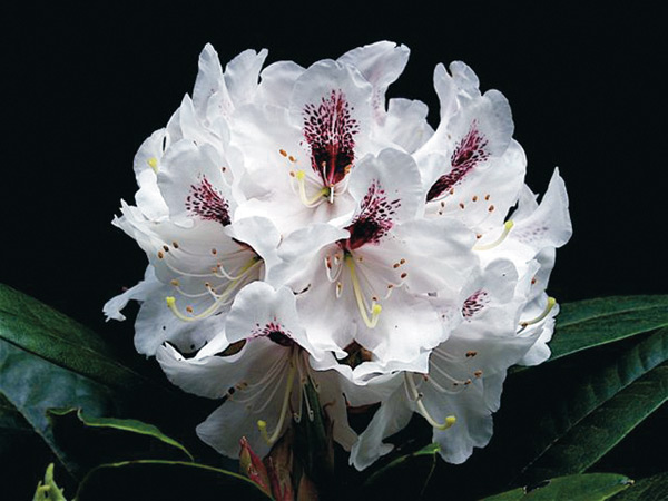 Guldvatten plus rhododendron blev riktigt bra • 4 Seasons by Carna