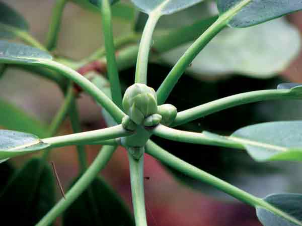 meristem in the 
large bud may well produce a rhododendron truss