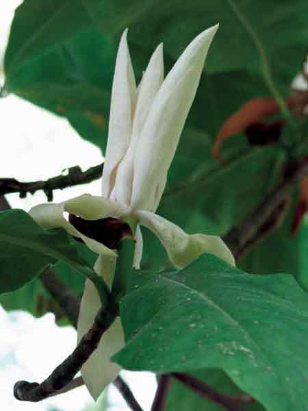 Magnolia tripetala flower