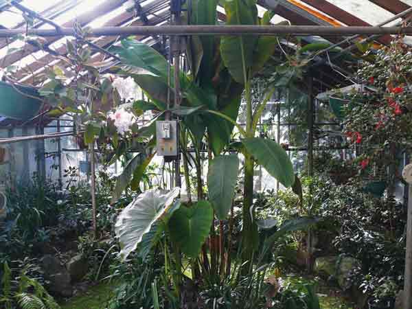 Greenhouse planting with a
large banana in the center