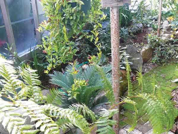 Fern planting in the greenhouse.