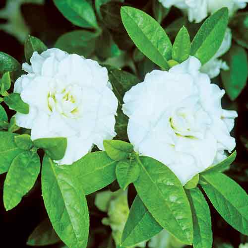 R. 'White Rosebud'<