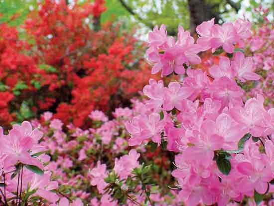 Many of the original tags have separated from the azaleas and
been lost.