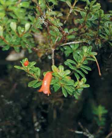 Figure 4. R. cuneifolium v. cuneifolium