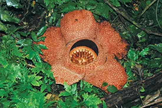 Figure 9. Rafflesii
keithiiflower