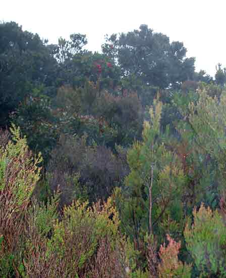 Figure 5. Tropical alpine ericaceous
thicket in the rain, with R. ericoides in the foreground and R. buxifolium (red) high in the background.