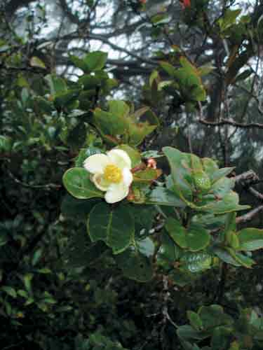 Figure 5. Schima brevifolia (Theaceae) flower.
