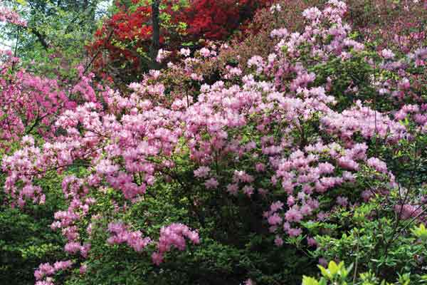 Figure 1: The early spring-blooming
Rhododendron 'Dayspring'