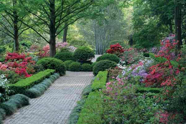 Figure 9: The Morrison Gardens
show the beautifully contrasting colors of the Glenn Dale azaleas.